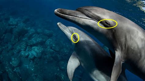Do dolphins sleep. Things To Know About Do dolphins sleep. 